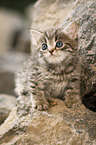 British shorthair on stone
