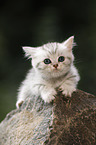 British shorthair on stone