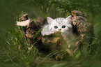 British shorthair kitten between fern