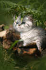British shorthair kitten between fern