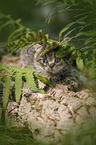 British shorthair kitten between fern