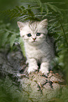 British shorthair kitten between fern