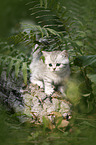 British shorthair kitten between fern