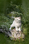 British shorthair kitten between fern