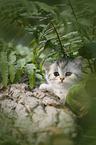 British shorthair kitten between fern