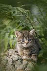 British shorthair kitten between fern
