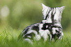 young British Shorthair