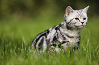 young British Shorthair