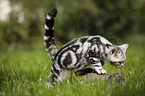 young British Shorthair