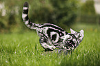 young British Shorthair