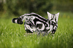 young British Shorthair