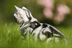 young British Shorthair