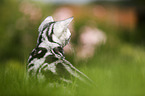 young British Shorthair