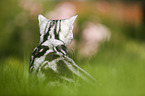 young British Shorthair