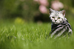 young British Shorthair