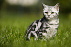 young British Shorthair