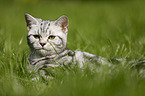 young British Shorthair
