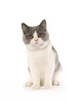 young British Shorthair