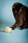 British Shorthair with chick