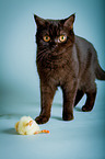 British Shorthair with chick