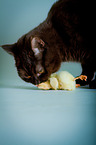 British Shorthair with chick