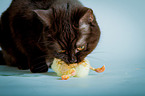 British Shorthair with chick