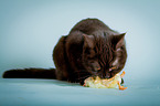 British Shorthair with chick