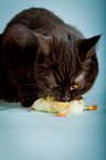 British Shorthair with chick