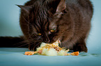 British Shorthair with chick