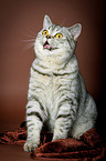 sitting British Shorthair