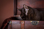 British Shorthair is cleaning itself