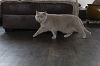 British Shorthair in the apartment