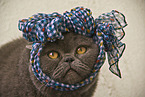 British Shorthair in the apartment
