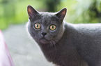 British Shorthair Portrait