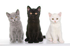 3 British Shorthair Kitten