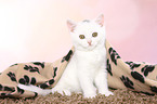 British Shorthair Kitten