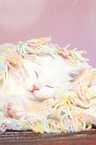 British Shorthair Kitten