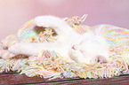 British Shorthair Kitten