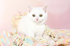 British Shorthair Kitten