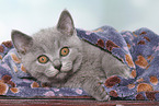 British Shorthair Kitten