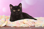 British Shorthair Kitten