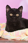 British Shorthair Kitten