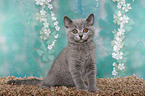 British Shorthair Kitten