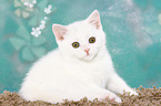 British Shorthair Kitten