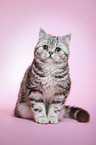 sitting young british shorthair cat