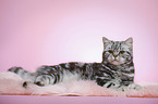lying young british shorthair cat