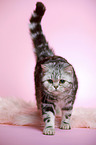young british shorthair cat
