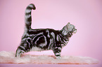 standing young british shorthair cat