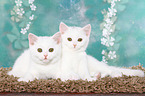 2 British Shorthair Kitten