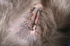 postoperative scar after neutering at undescended testicle